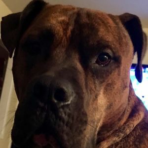 Meet your Posher, Joe